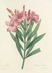 Choice of the Most Beautiful Flowers pl 040 - Pierre Joseph Redouté — artwork view