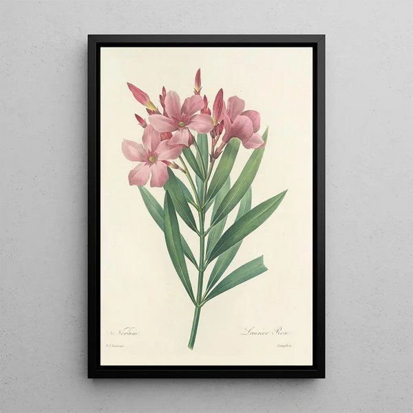 Pierre Joseph Redout - Choix des plus belles fleurs pl 040.webp