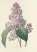 Choix des plus belles fleurs pl 042 - Pierre Joseph Redouté — weergave van het kunstwerk