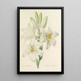 Pierre Joseph Redout - Choix des plus belles fleurs pl 045.webp