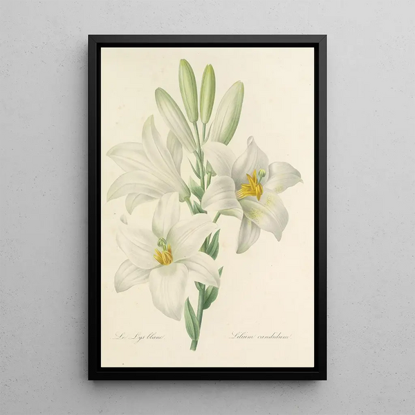 Pierre Joseph Redout - Choix des plus belles fleurs pl 045.webp