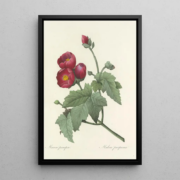 Pierre Joseph Redout - Choix des plus belles fleurs pl 047.webp