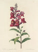 Choice of the Most Beautiful Flowers pl 049 - Pierre Joseph Redouté — artwork view