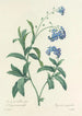 Choice of the most beautiful flowers pl 050 - Pierre Joseph Redouté — artwork view