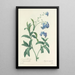 Choice of the most beautiful flowers pl 050 - Pierre Joseph Redouté — framed artwork on a wall