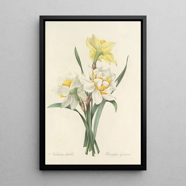 Pierre Joseph Redout - Choix des plus belles fleurs pl 051.webp