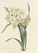 Choice of the Most Beautiful Flowers pl 053 - Pierre Joseph Redouté — artwork view