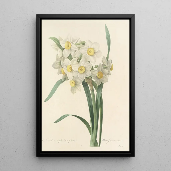 Pierre Joseph Redout - Choix des plus belles fleurs pl 053.webp