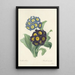 Choix des plus belles fleurs pl 059 - Pierre Joseph Redouté — ingelijst kunstwerk aan de muur