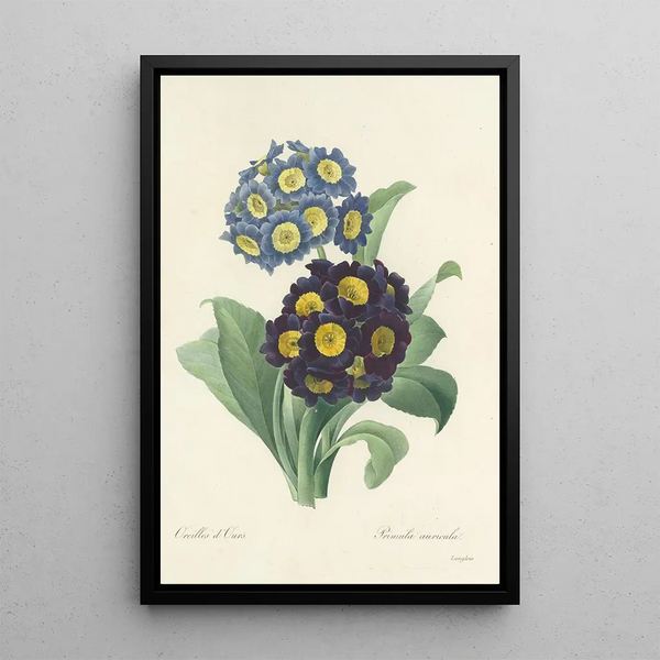 Pierre Joseph Redout - Choix des plus belles fleurs pl 059.webp