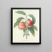 Keuze van de mooiste bloemen pl 065 - Pierre-Joseph Redouté — ingelijst kunstwerk aan de muur