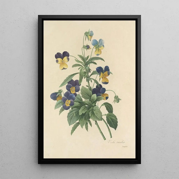 Pierre Joseph Redout - Choix des plus belles fleurs pl 066.webp