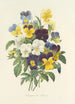 Choice of the Most Beautiful Flowers pl 067 - Pierre Joseph Redouté — artwork view