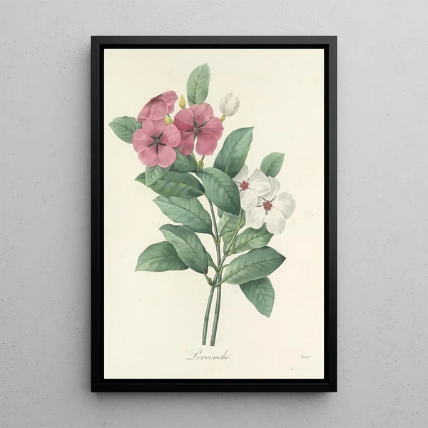 Pierre Joseph Redout - Choix des plus belles fleurs pl 068.webp
