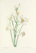 Choice of the Most Beautiful Flowers pl 069 - Pierre Joseph Redouté — artwork view