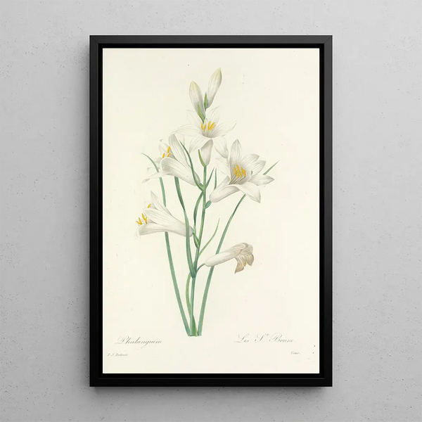 Pierre Joseph Redout - Choix des plus belles fleurs pl 069.webp