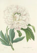 Choix des plus belles fleurs pl 072 - Pierre Joseph Redouté — weergave van het kunstwerk