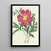 Choice of the Most Beautiful Flowers pl 075 - Pierre Joseph Redouté — framed artwork on a wall