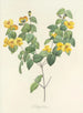 Keuze van de mooiste bloemen pl 076 - Pierre-Joseph Redouté — weergave van het kunstwerk