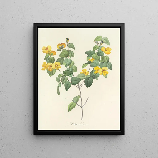 Pierre Joseph Redout - Choix des plus belles fleurs pl 076.webp