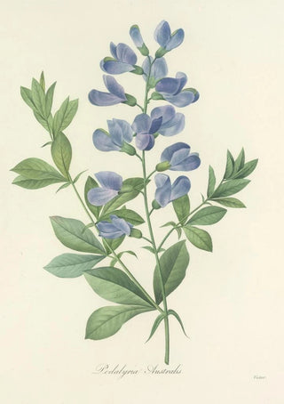 Pierre Joseph Redout - Choix des plus belles fleurs pl 077.webp