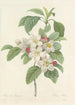Choice of the most beautiful flowers pl 079 - Pierre Joseph Redouté — artwork view