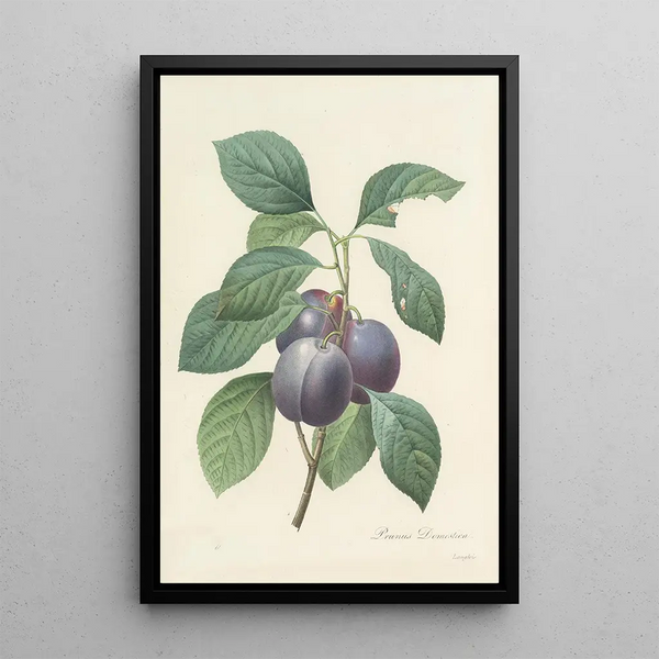 Pierre Joseph Redout - Choix des plus belles fleurs pl 083.webp