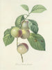 Keuze van de mooiste bloemen pl 085 - Pierre-Joseph Redouté — weergave van het kunstwerk