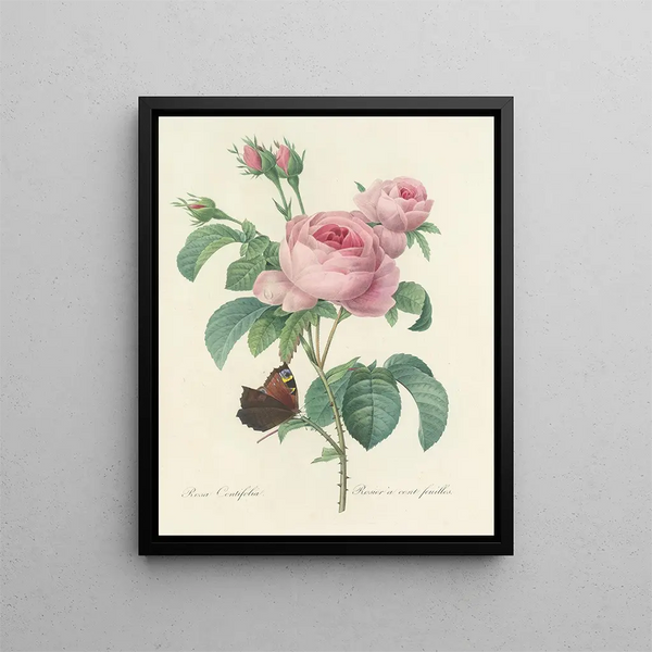 Pierre Joseph Redout - Choix des plus belles fleurs pl 088.webp