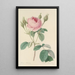 Choice of the most beautiful flowers pl 093 - Pierre Joseph Redouté — framed artwork on a wall