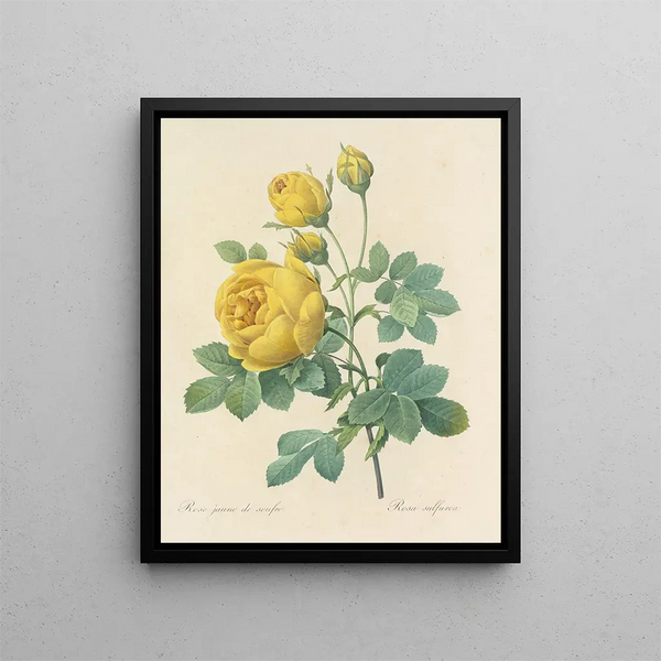 Pierre Joseph Redout - Choix des plus belles fleurs pl 096.webp