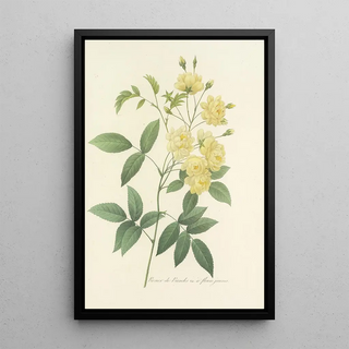 Pierre Joseph Redout - Choix des plus belles fleurs pl 097.webp