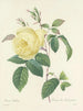 Keuze uit de mooiste bloemen pl 100 - Pierre-Joseph Redouté — weergave van het kunstwerk