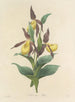 Keuze van de mooiste bloemen pl 102 - Pierre-Joseph Redouté — weergave van het kunstwerk