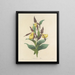 Keuze van de mooiste bloemen pl 102 - Pierre-Joseph Redouté — ingelijst kunstwerk aan de muur
