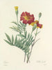 Keuze van de mooiste bloemen pl 104 - Pierre-Joseph Redouté — weergave van het kunstwerk