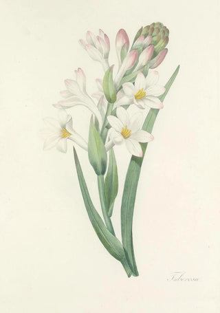 Pierre Joseph Redout - Choix des plus belles fleurs pl 107.webp