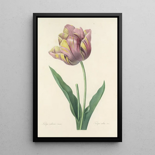 Pierre Joseph Redout - Choix des plus belles fleurs pl 109.webp