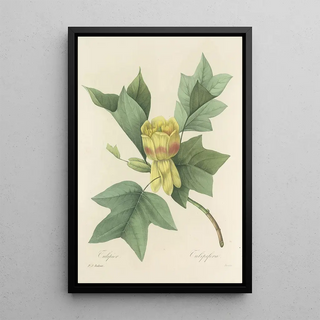 Pierre Joseph Redout - Choix des plus belles fleurs pl 110.webp