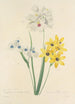 Choix des plus belles fleurs pl 111 - Pierre Joseph Redouté — weergave van het kunstwerk