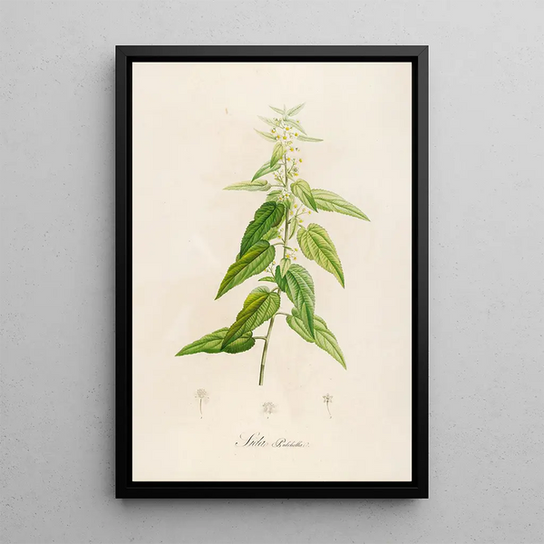 Pierre Joseph Redout - Description des plantes rares cultivees a Malmaison et a Navarre Pl02.webp