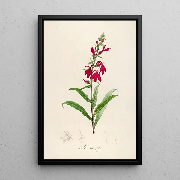 Pierre Joseph Redout - Description des plantes rares cultivees a Malmaison et a Navarre Pl07.webp