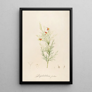 Pierre Joseph Redout - Description des plantes rares cultivees a Malmaison et a Navarre Pl11.webp