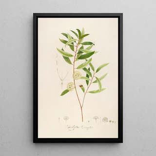 Pierre Joseph Redout - Description des plantes rares cultivees a Malmaison et a Navarre Pl13.webp