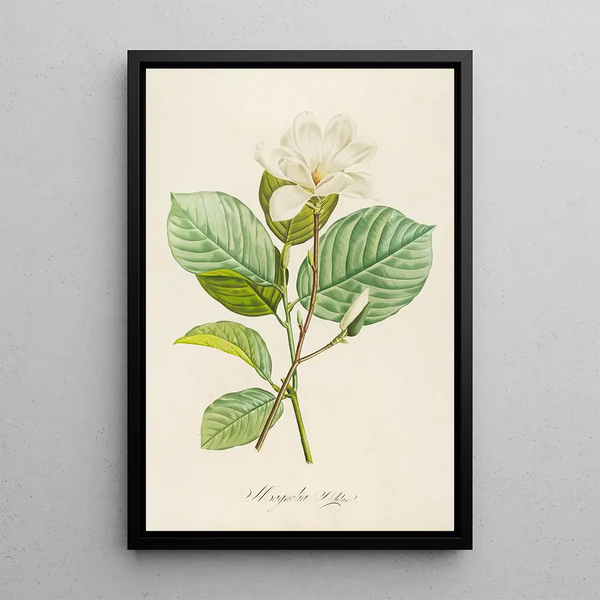 Pierre Joseph Redout - Description des plantes rares cultivees a Malmaison et a Navarre Pl20.webp