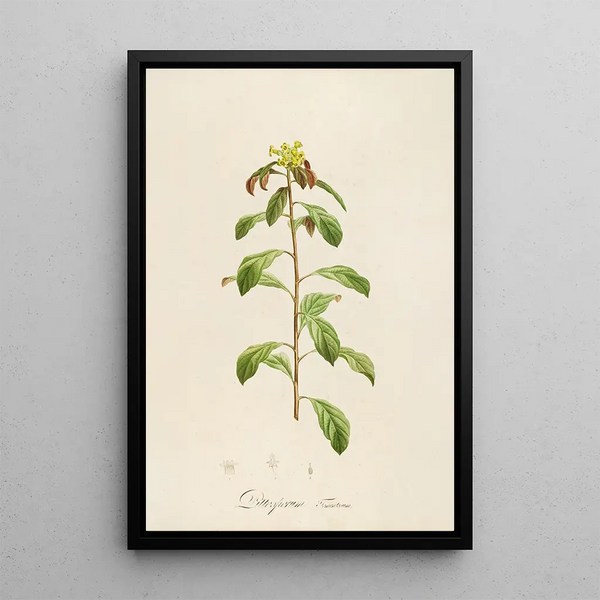 Pierre Joseph Redout - Description des plantes rares cultivees a Malmaison et a Navarre Pl21.webp