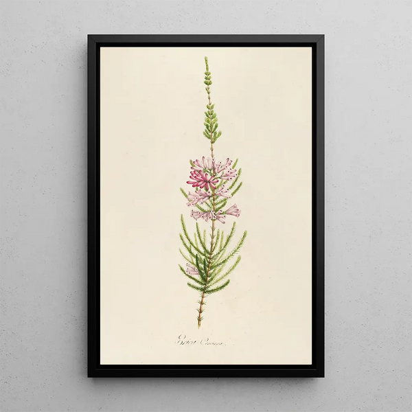 Pierre Joseph Redout - Description des plantes rares cultivees a Malmaison et a Navarre Pl22.webp