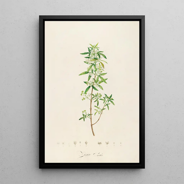 Pierre Joseph Redout - Description des plantes rares cultivees a Malmaison et a Navarre Pl24.webp