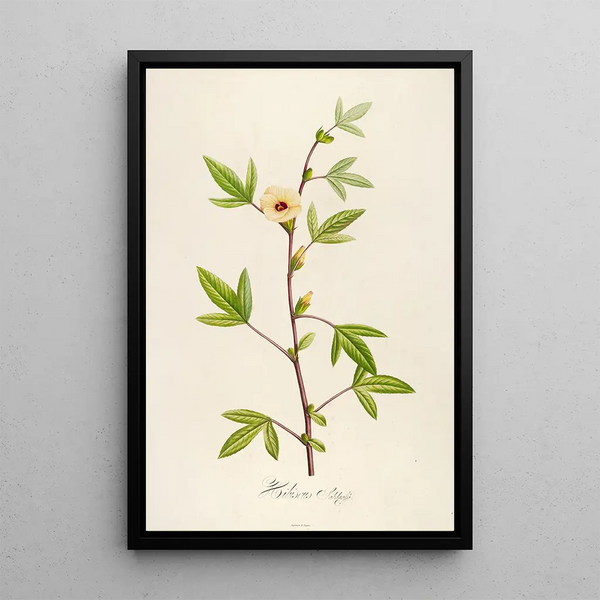 Pierre Joseph Redout - Description des plantes rares cultivees a Malmaison et a Navarre Pl29.webp