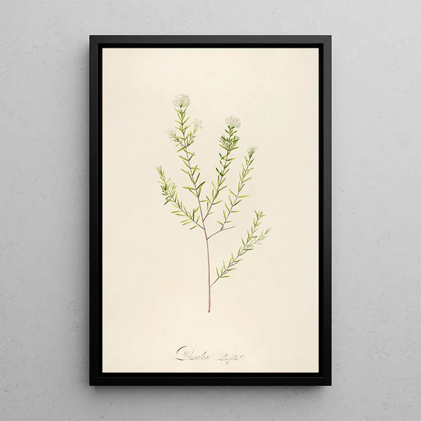 Pierre Joseph Redout - Description des plantes rares cultivees a Malmaison et a Navarre Pl31.webp
